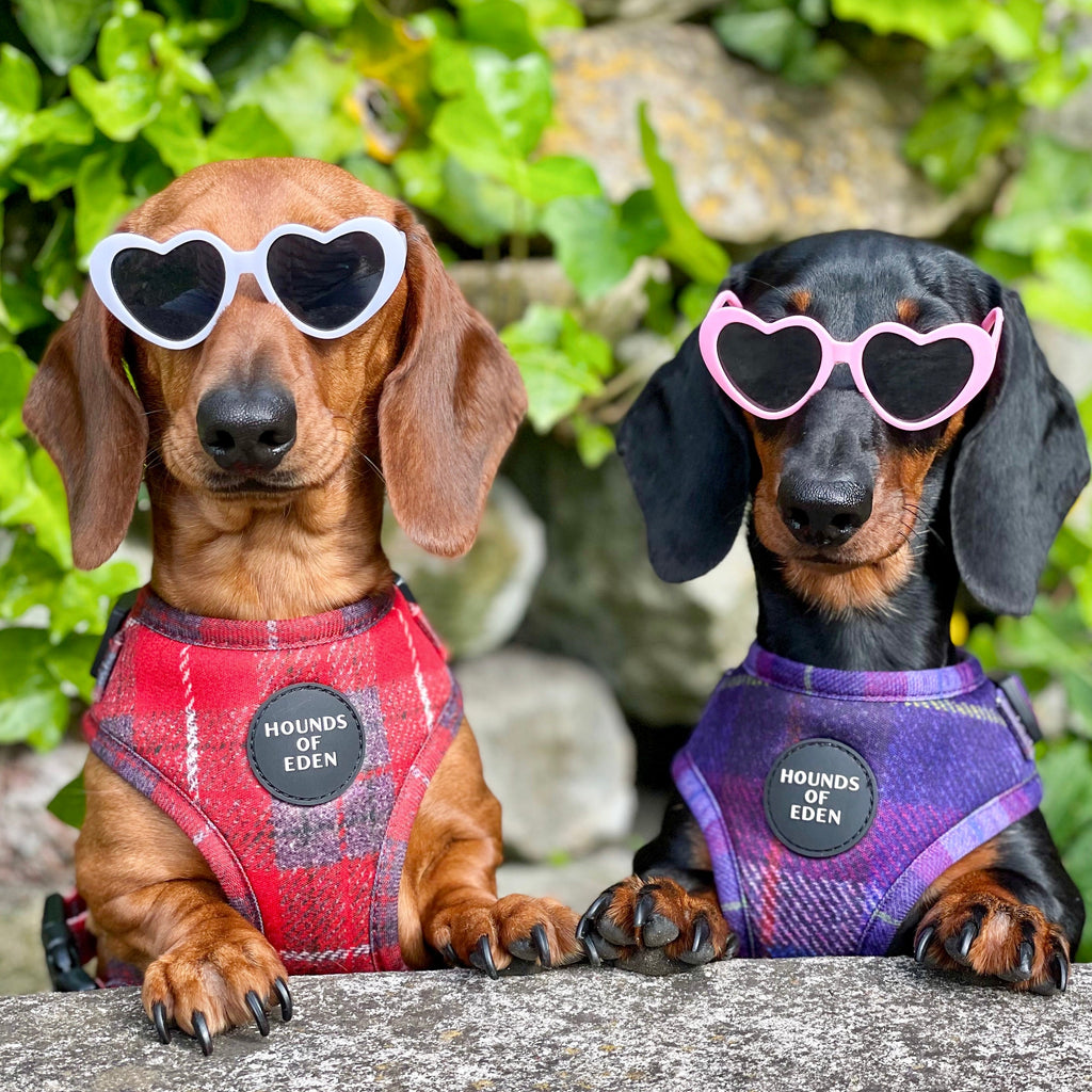 'Molly' - Pink & Purple Check Dog Harness