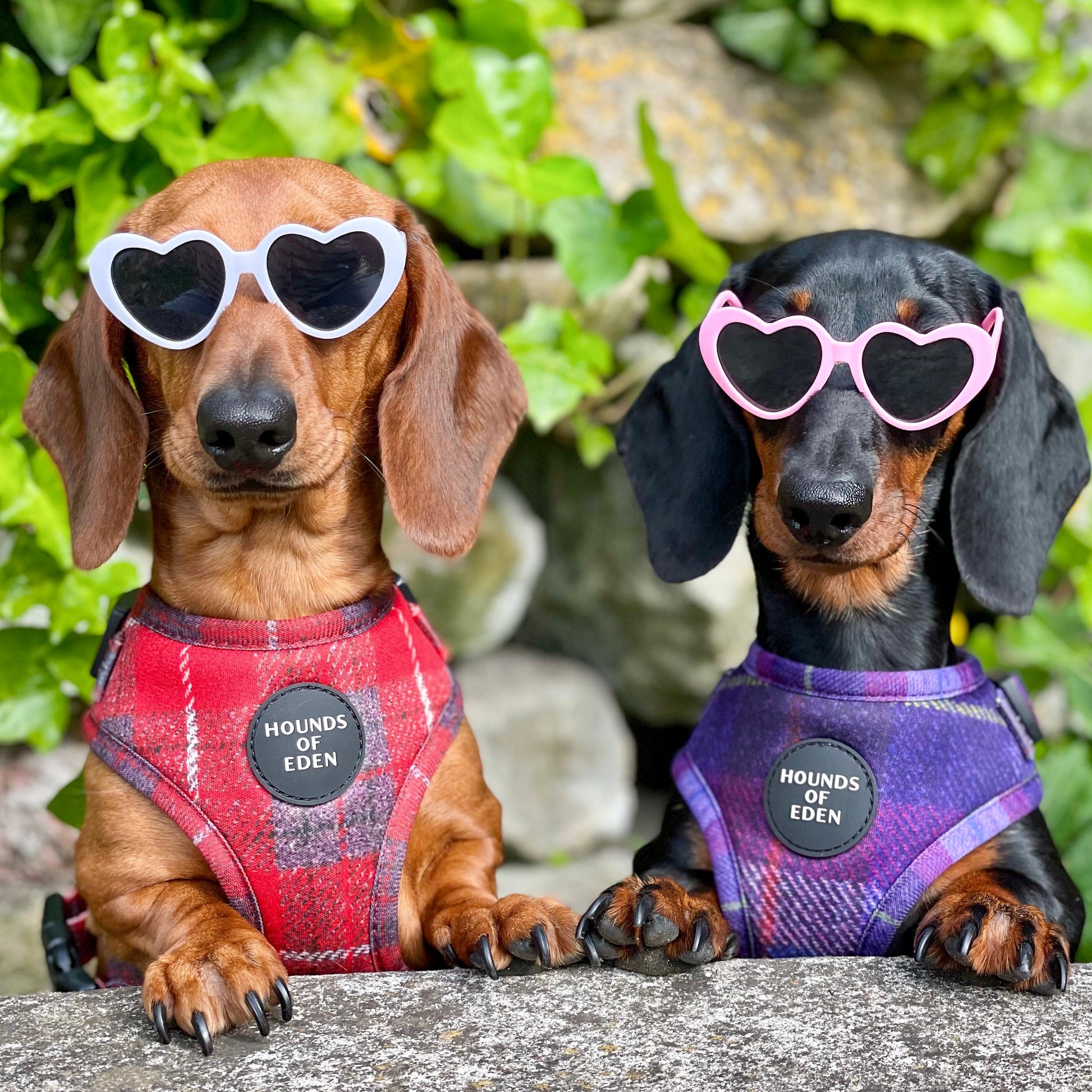 'Molly' - Pink & Purple Check Dog Harness