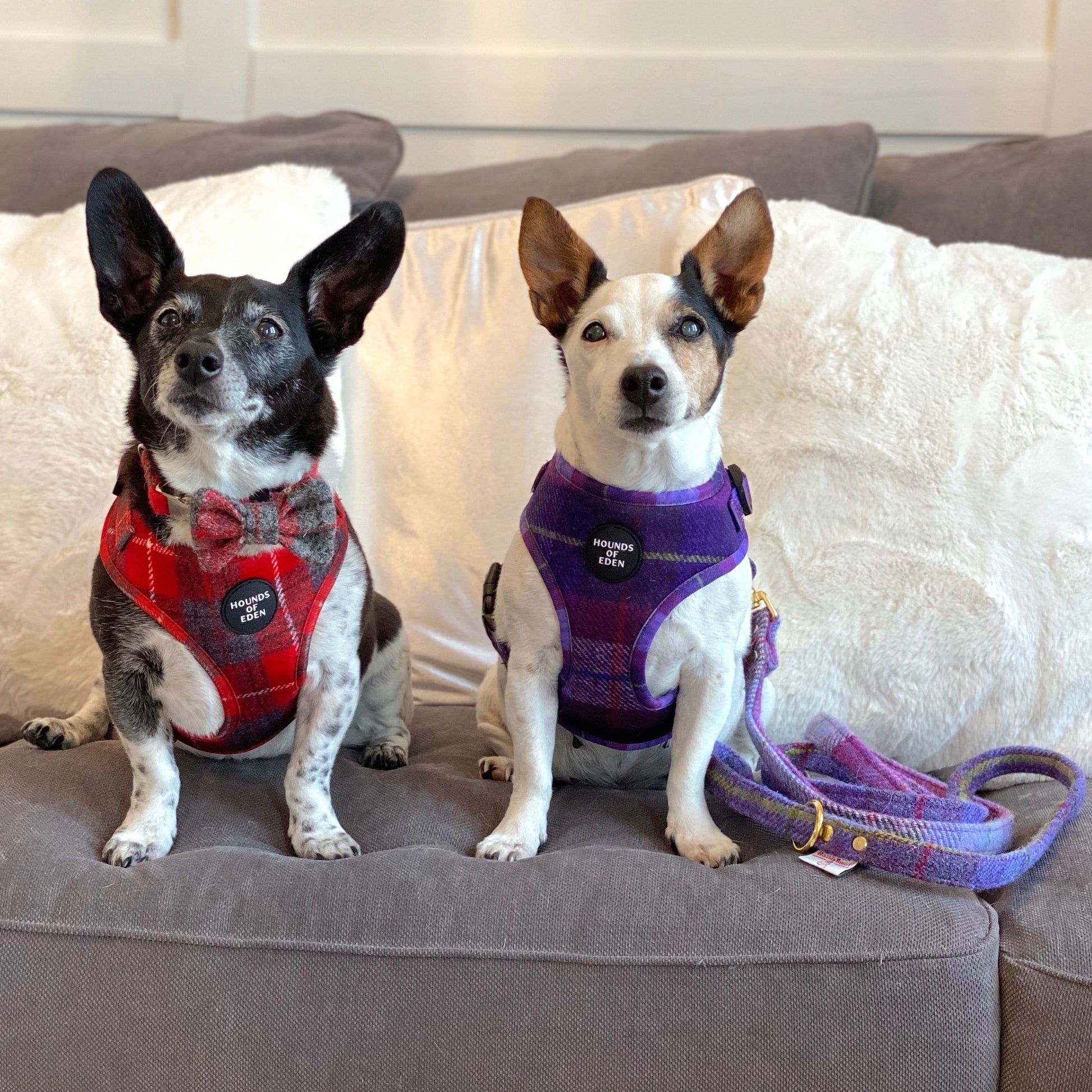 'Molly' - Pink & Purple Check Dog Harness