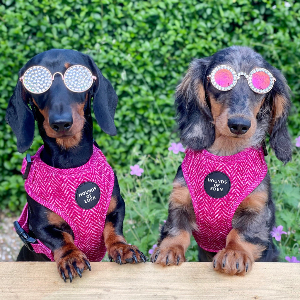'Bella' - Pink Herringbone Dog Harness