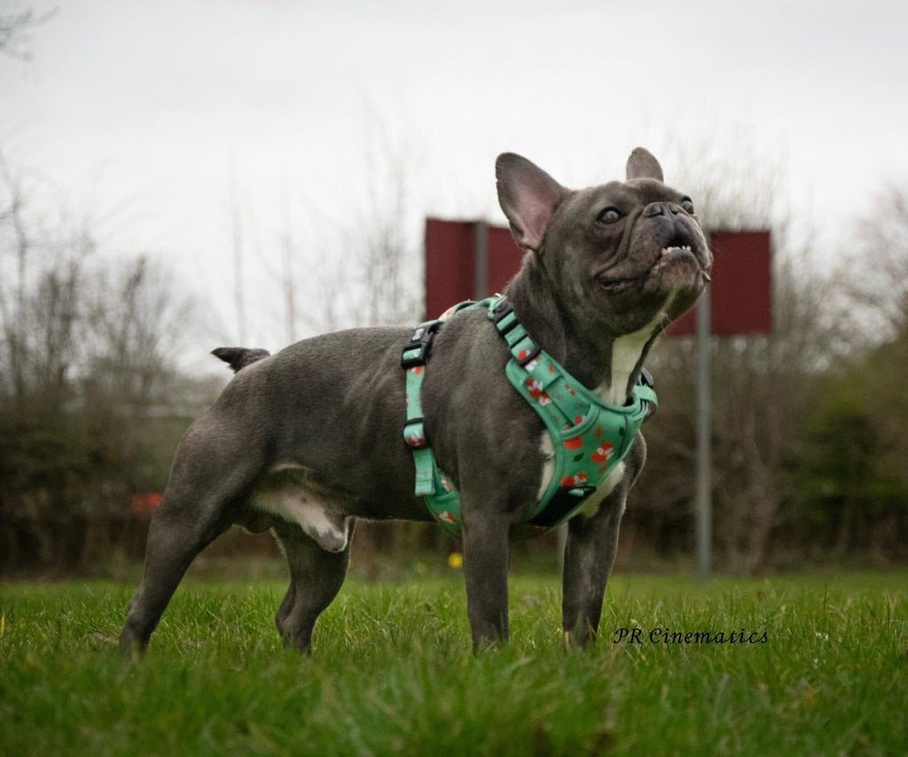 Tactical No Pull Dog Harness in Green Fox Print, Adjustable Step-In XS to XL