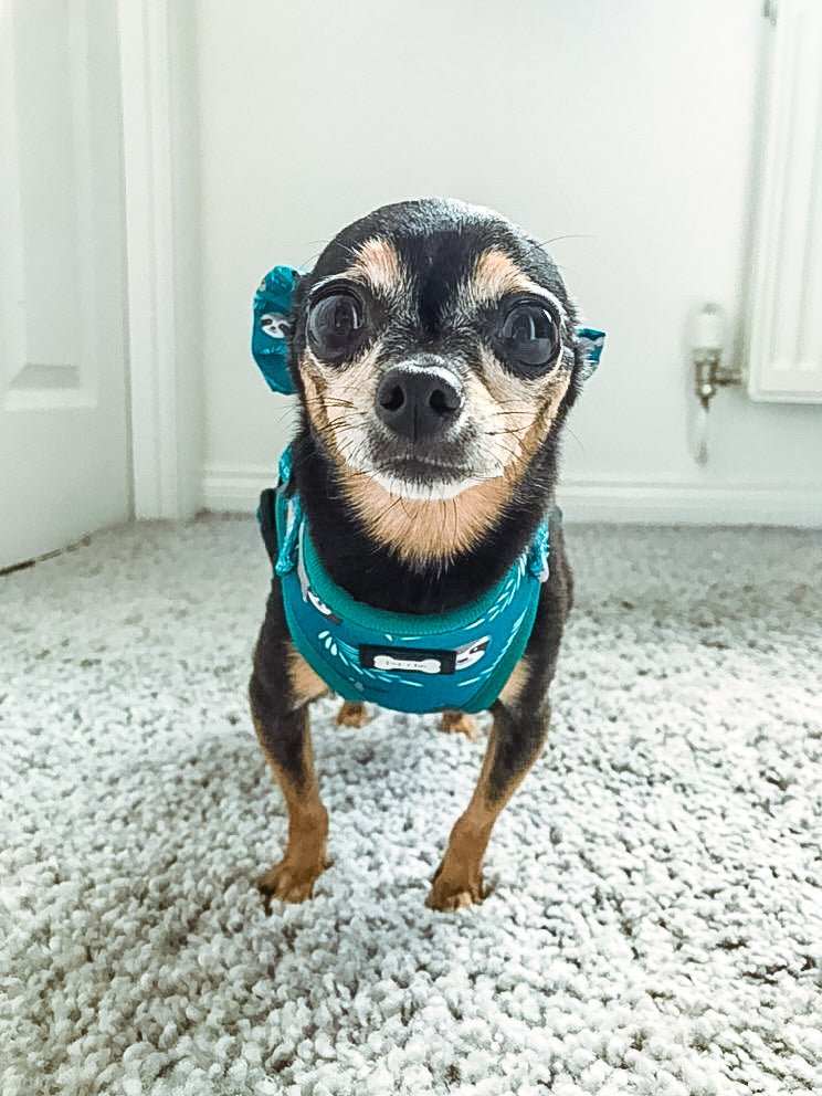 XXS Puppy Harness for Tiny Breeds