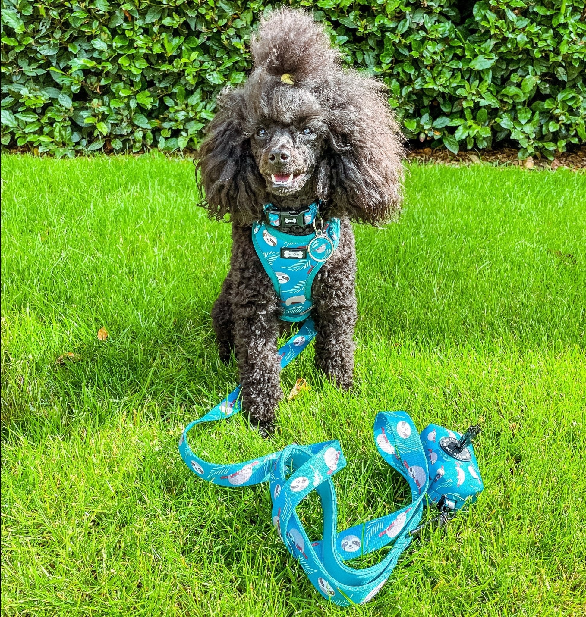 XXS Puppy Harness for Tiny Breeds