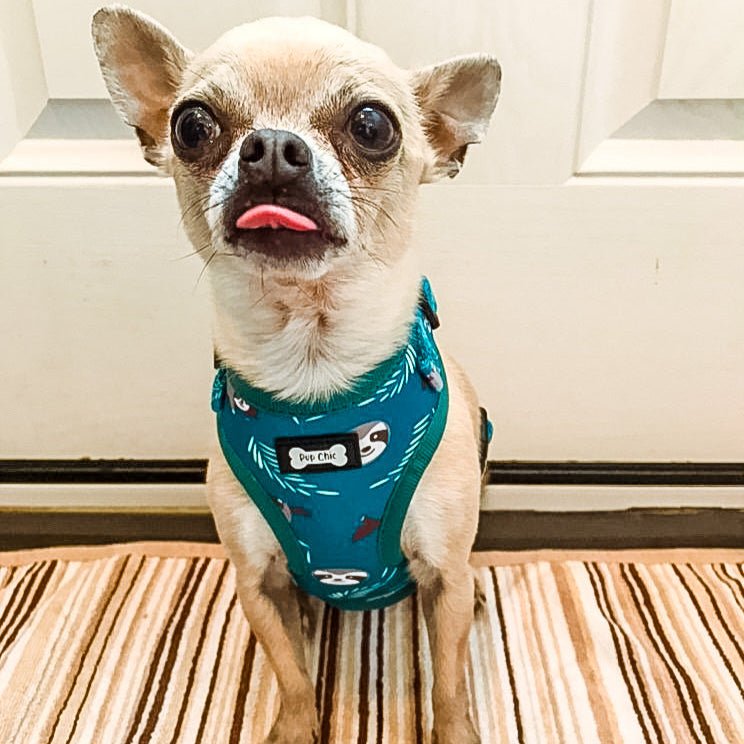 XXS Puppy Harness for Tiny Breeds