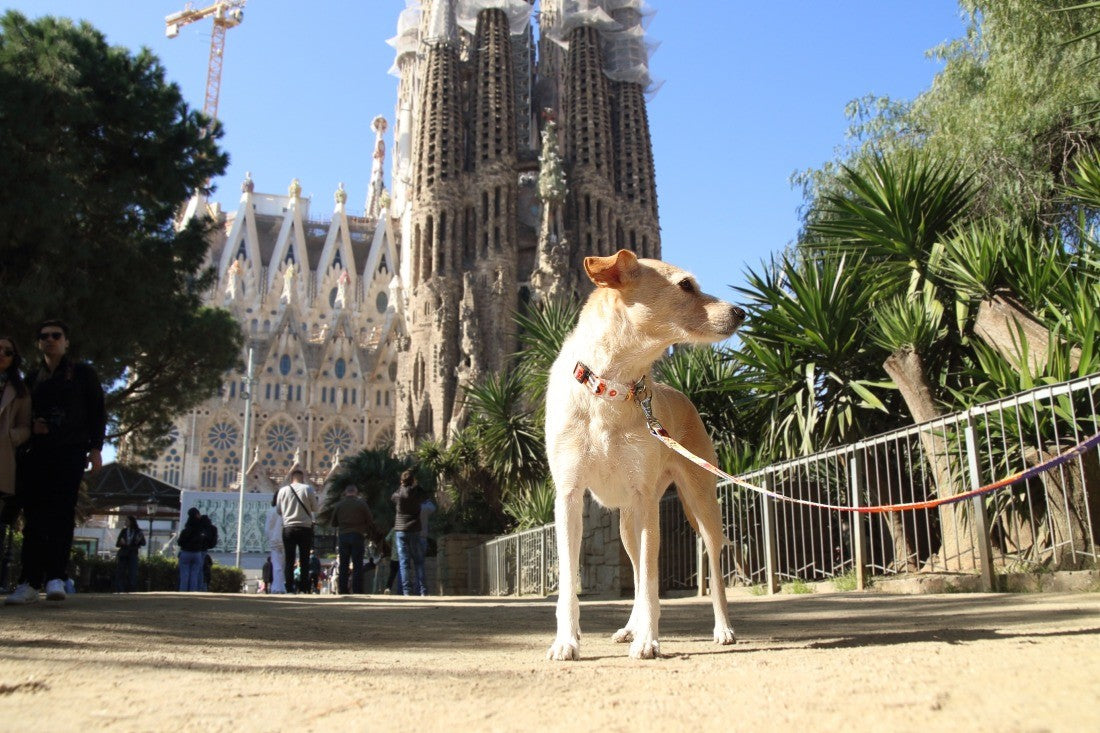 playful pet travel leash with eiffel tower graphic in golden afternoon light