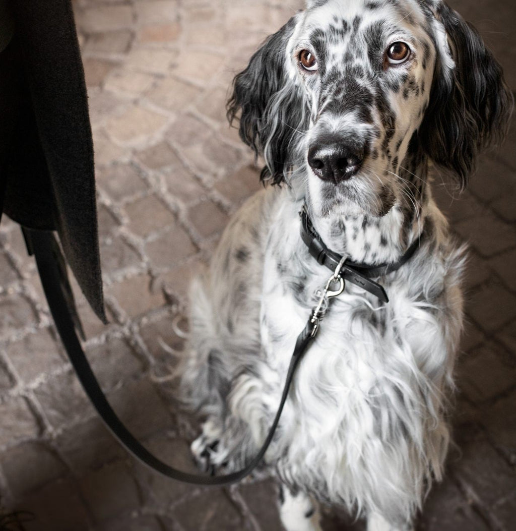 Lussa Leash - Black 