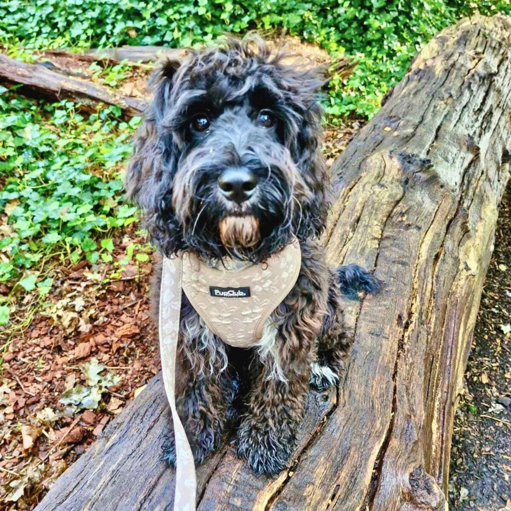 Toffee Latte Petals Adjustable Dog Harness