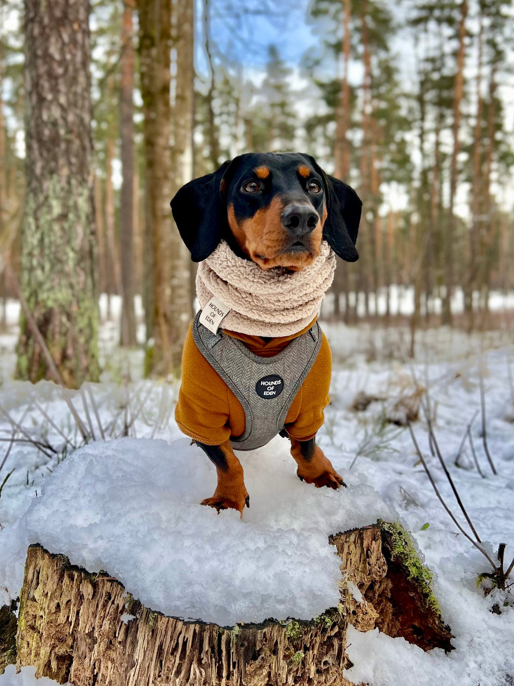 Dog Hoodie - Light Teal