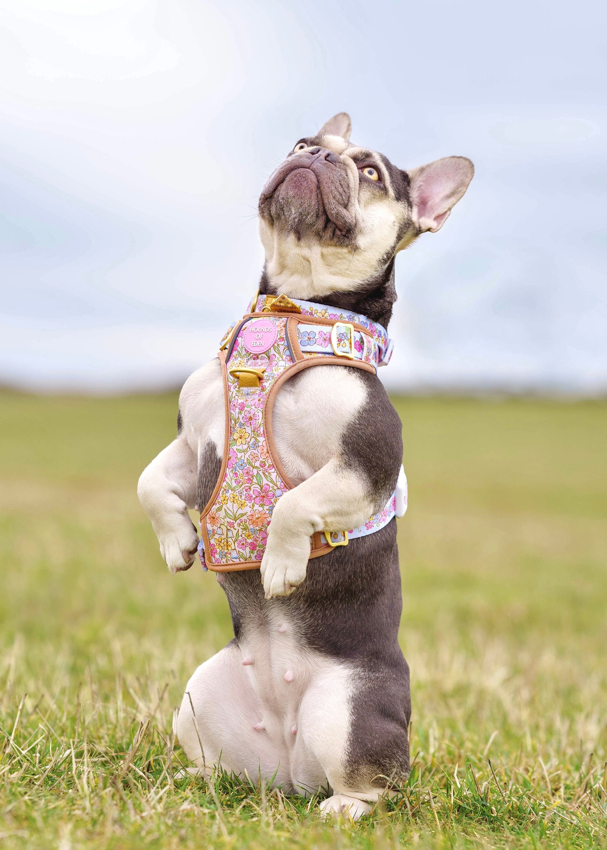 Pastel Petals Dog Harness XS to XL