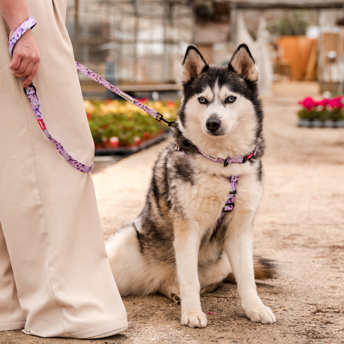 Moomins Pink Champagne Dog Lead