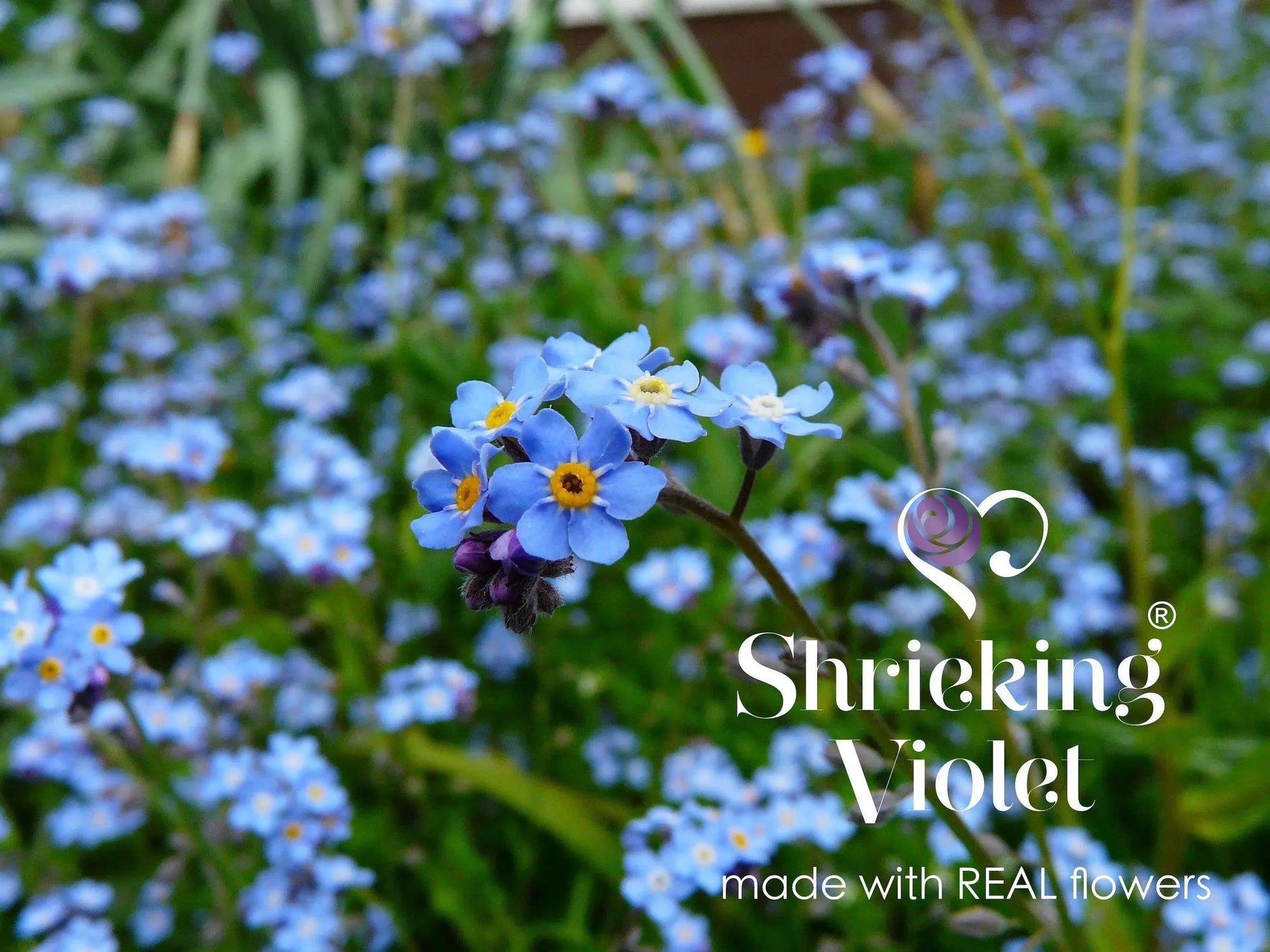 Moon and Star Necklace with Real Forget-Me-Nots in Sterling Silver