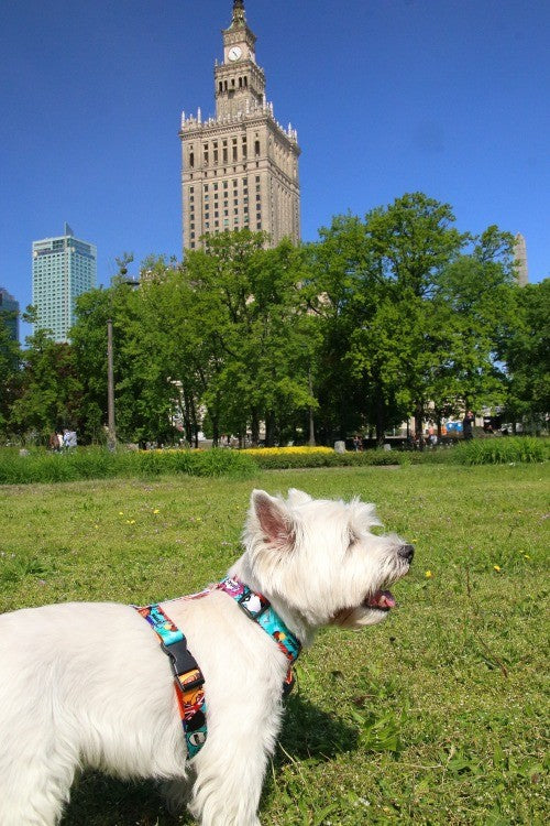 functional matteo pet harness with four plastic adjusters for a secure custom fit