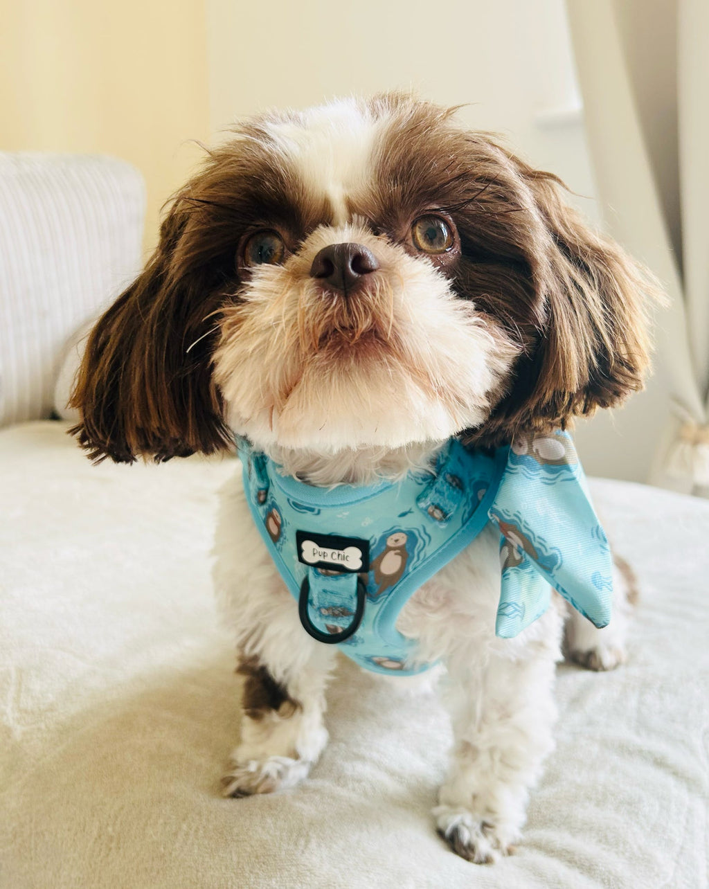 Step In Adjustable Dog Harness with Sea Otter Print