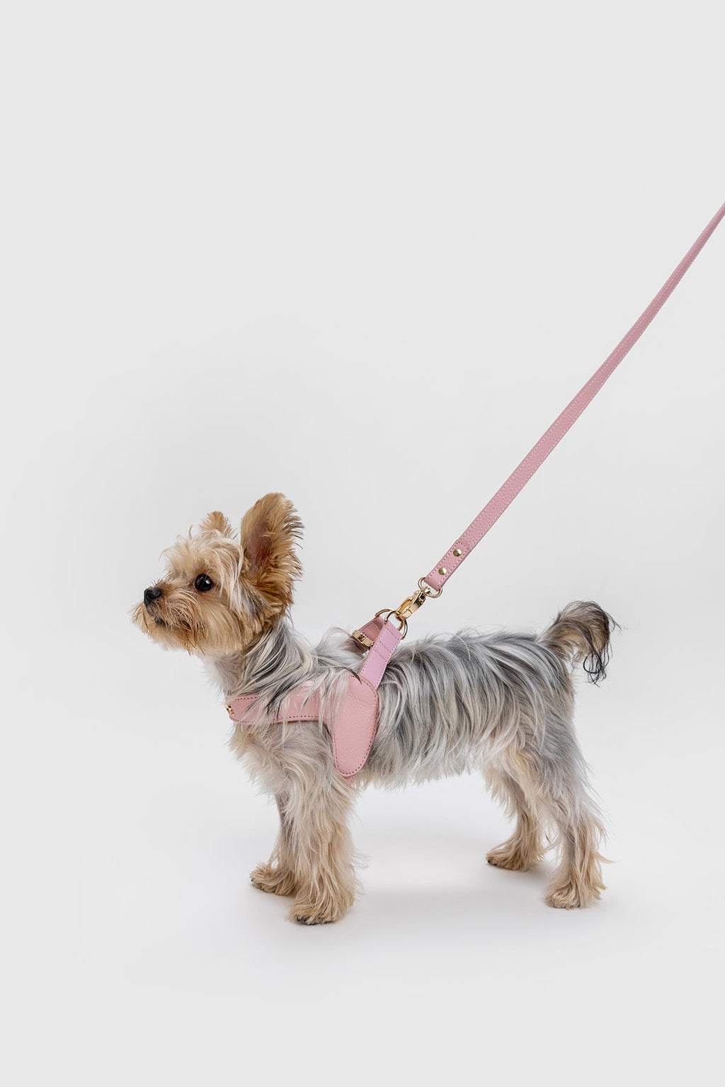 Leather Harness Set with Lead and Pocket