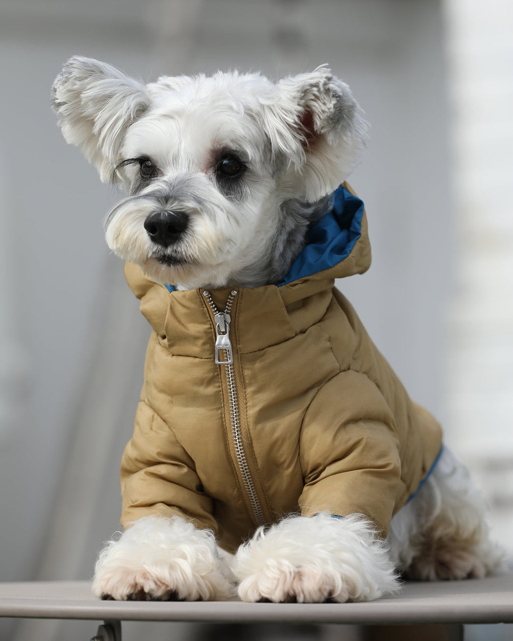 Zip Up Puffer Jacket with Hood