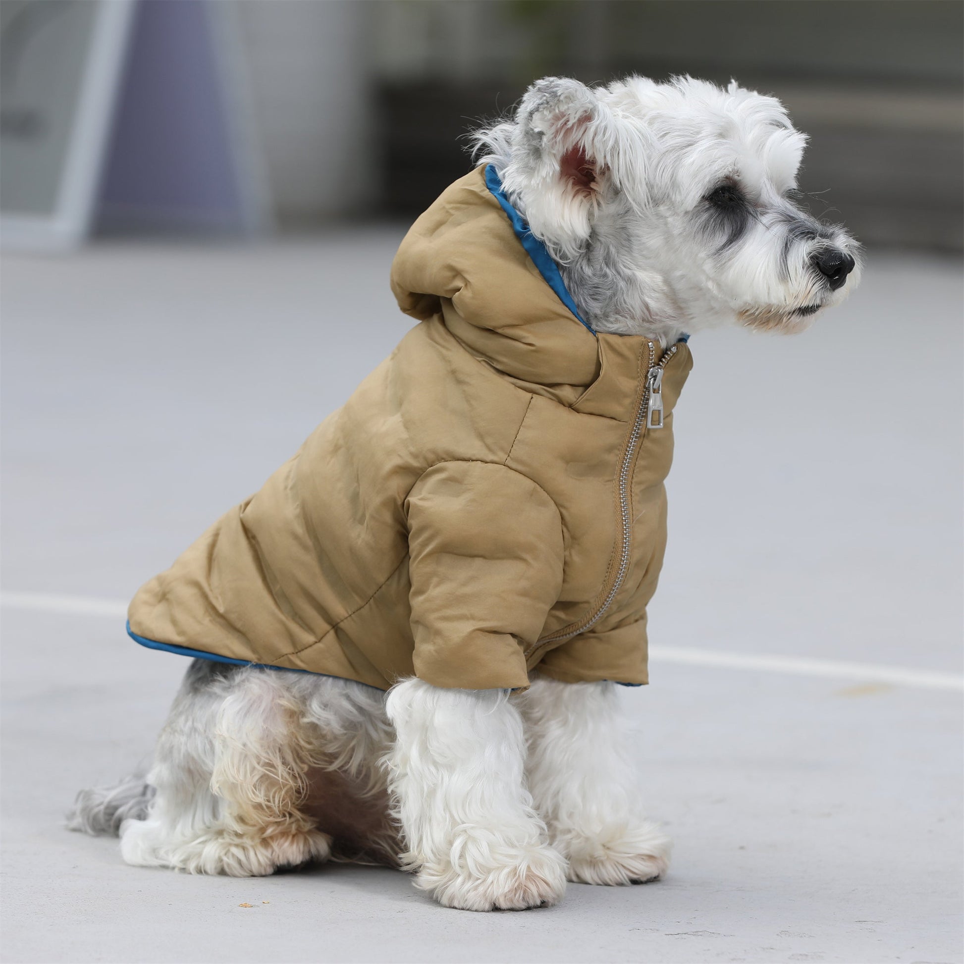 Zip Up Puffer Jacket with Hood