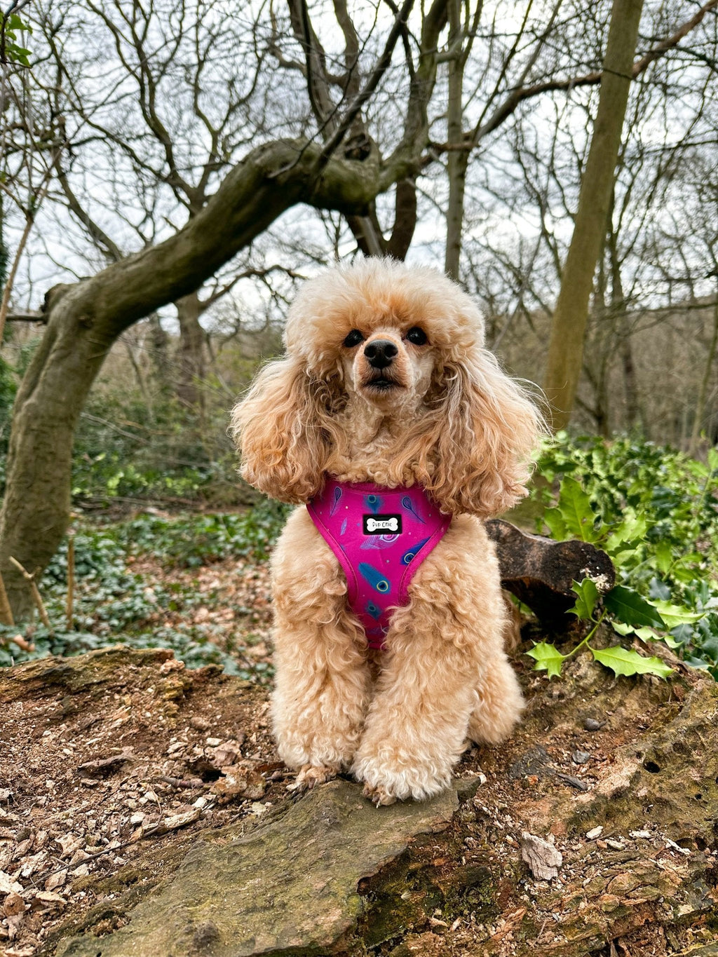 Hot Pink Peacock Feather Adjustable Dog Harness