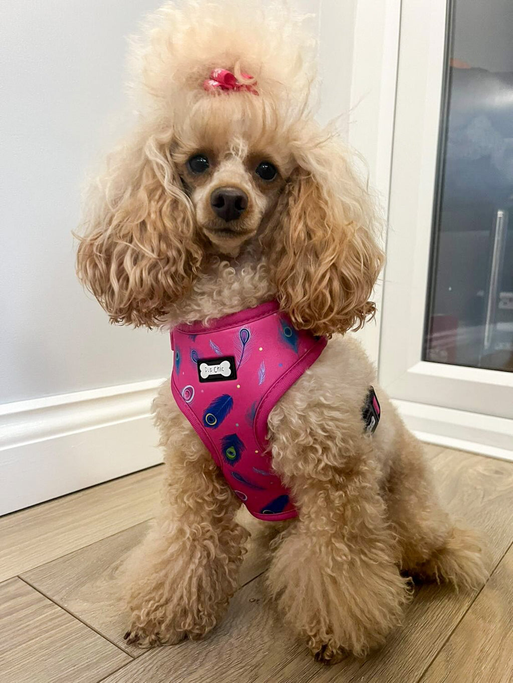 Hot Pink Peacock Feather Adjustable Dog Harness