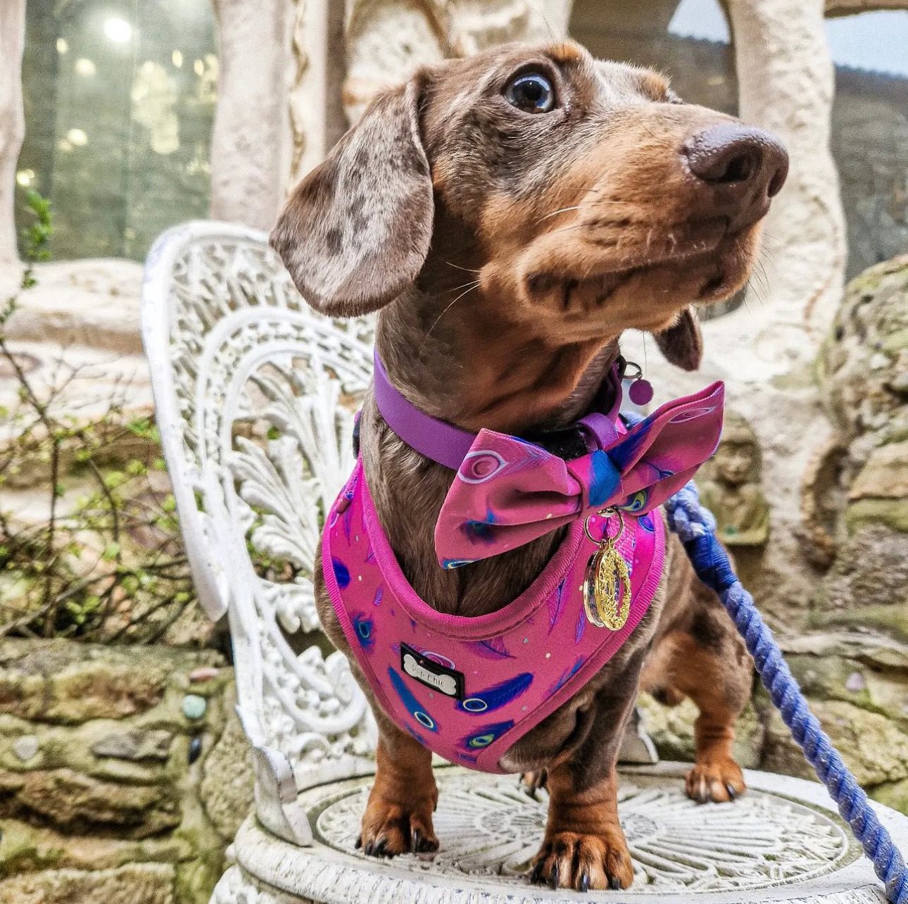 Hot Pink Peacock Feather Adjustable Dog Harness