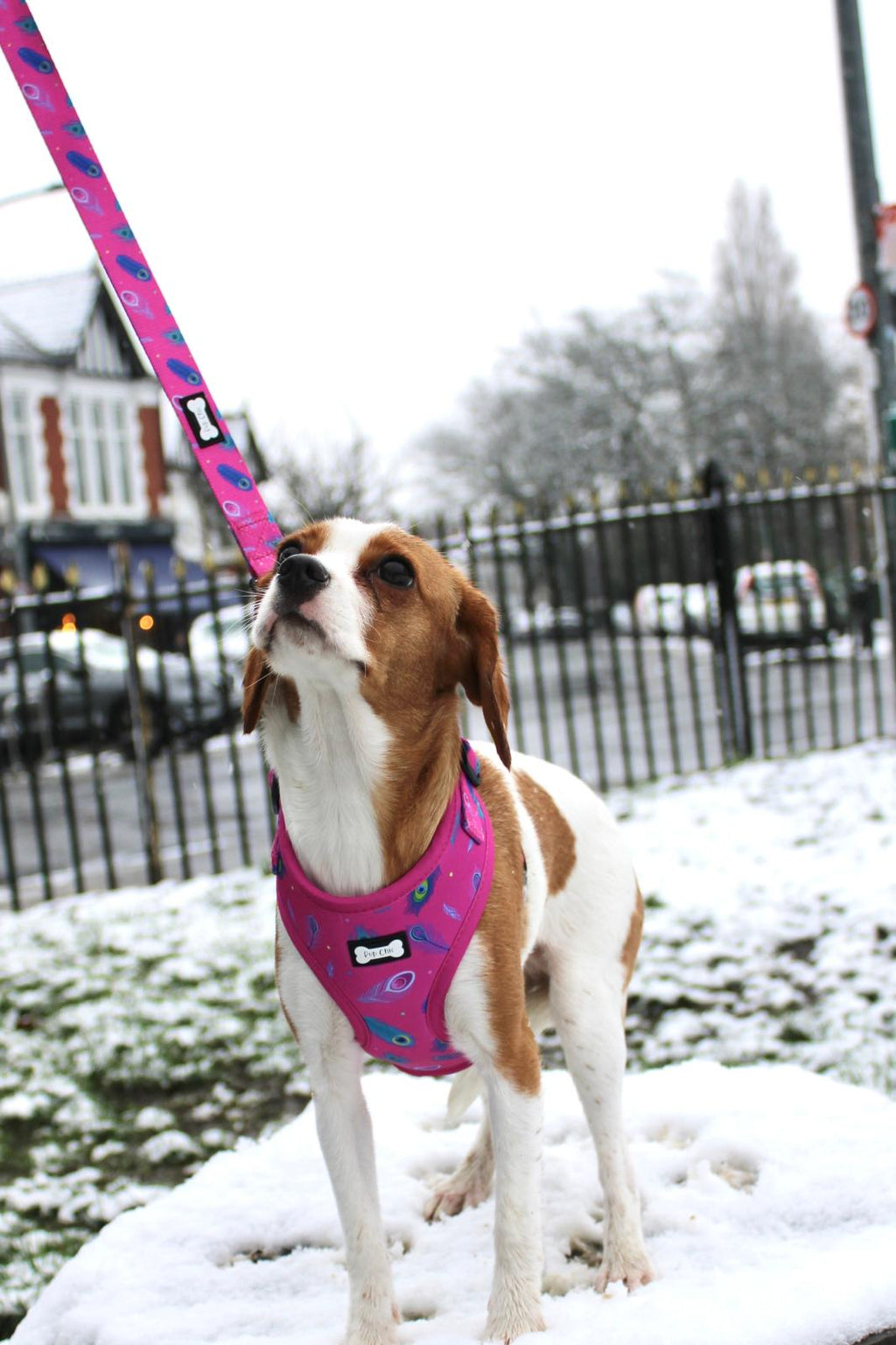 Hot Pink Peacock Feather Adjustable Dog Harness
