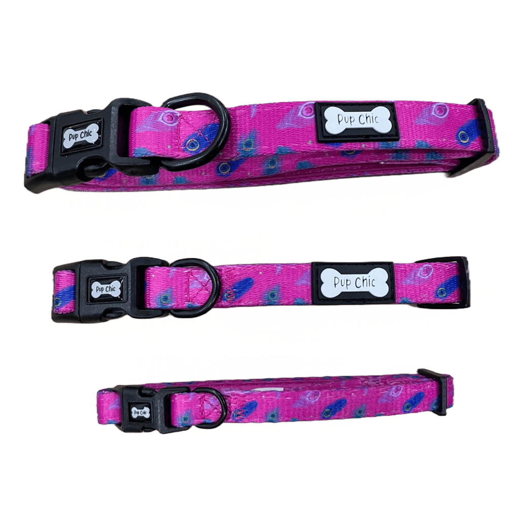 Peacock Power Dog Collar in Teal