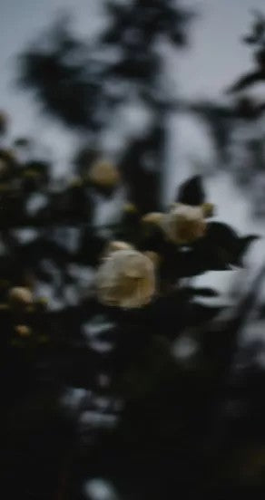 Perfume Oil - Midsummer, 10ml