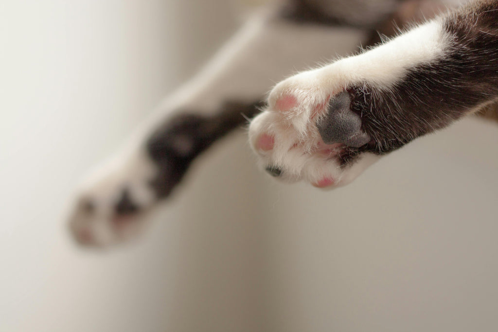 Toe Beans All Natural Beeswax Paw Print Crayons