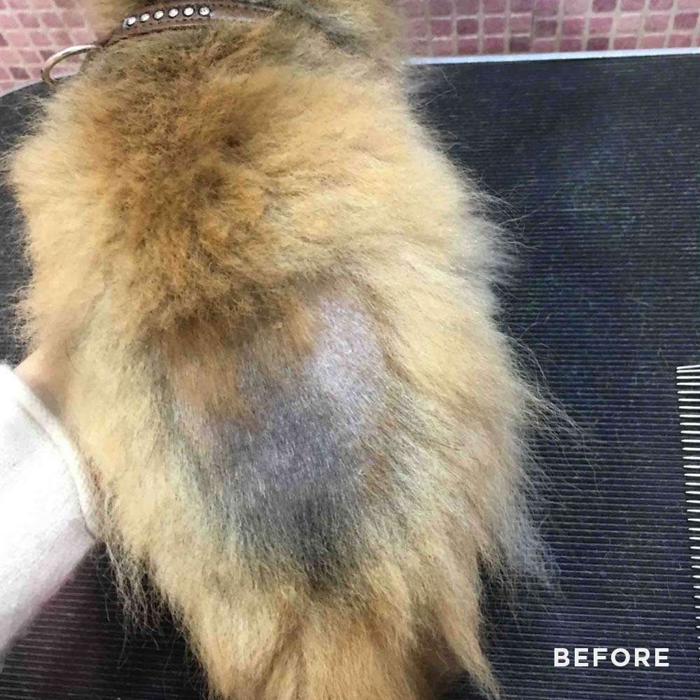 Beauty Recovery Mask for Pomeranians 250ml