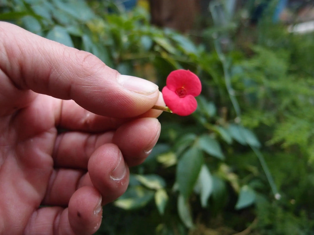 Poppy Flower Drop Earrings Sterling Silver