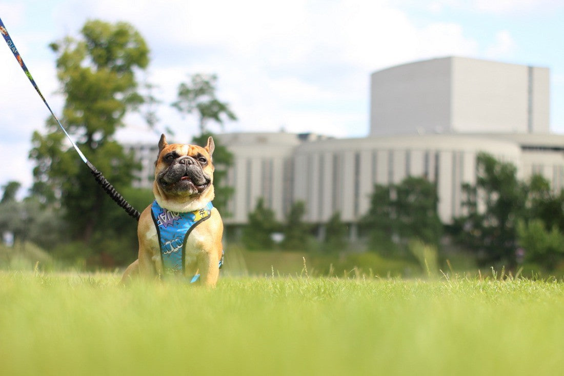 blue graffiti dog harness showing adjustable straps and durable nickel-plated fittings for a secure fit
