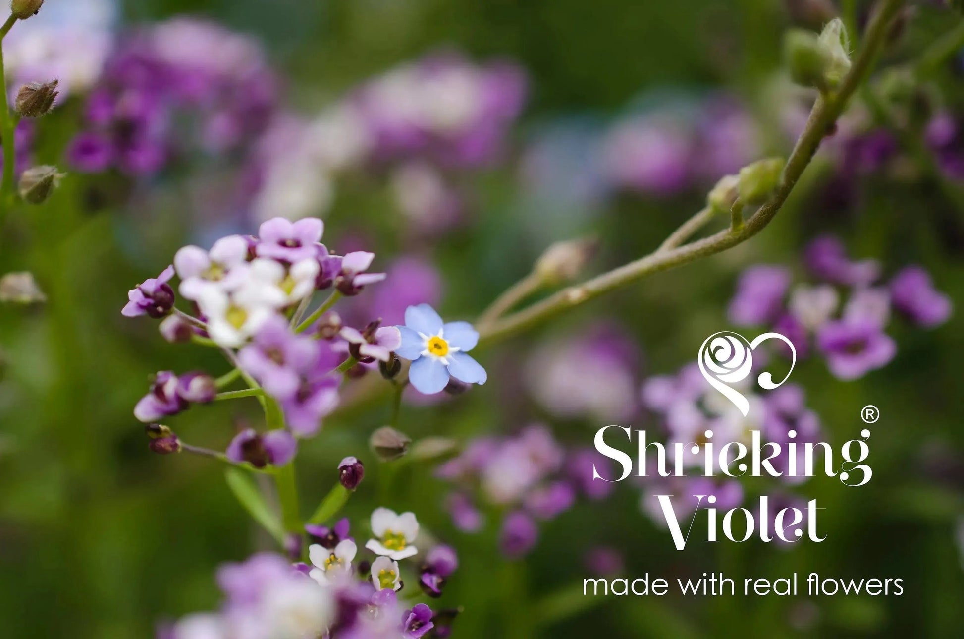 Purple Haze Vertical Bar Drop Earrings with Forget Me Nots