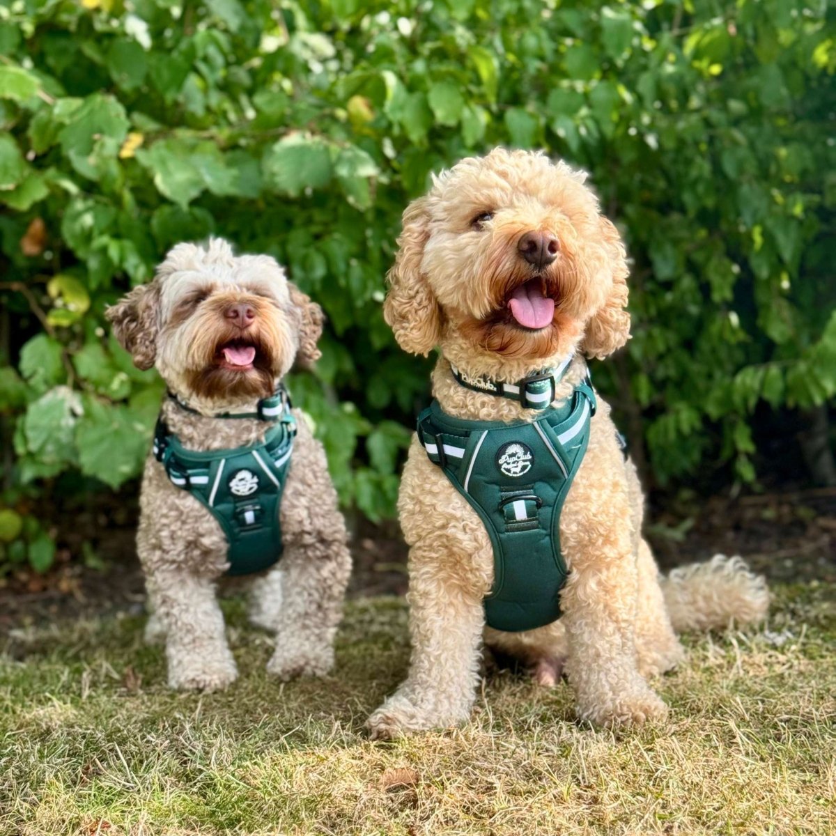 Forest Green Rugged Rover Dog Harness