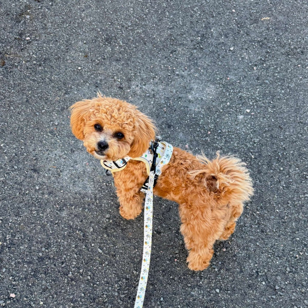 Bee-utiful Summer No Pull Dog Harness