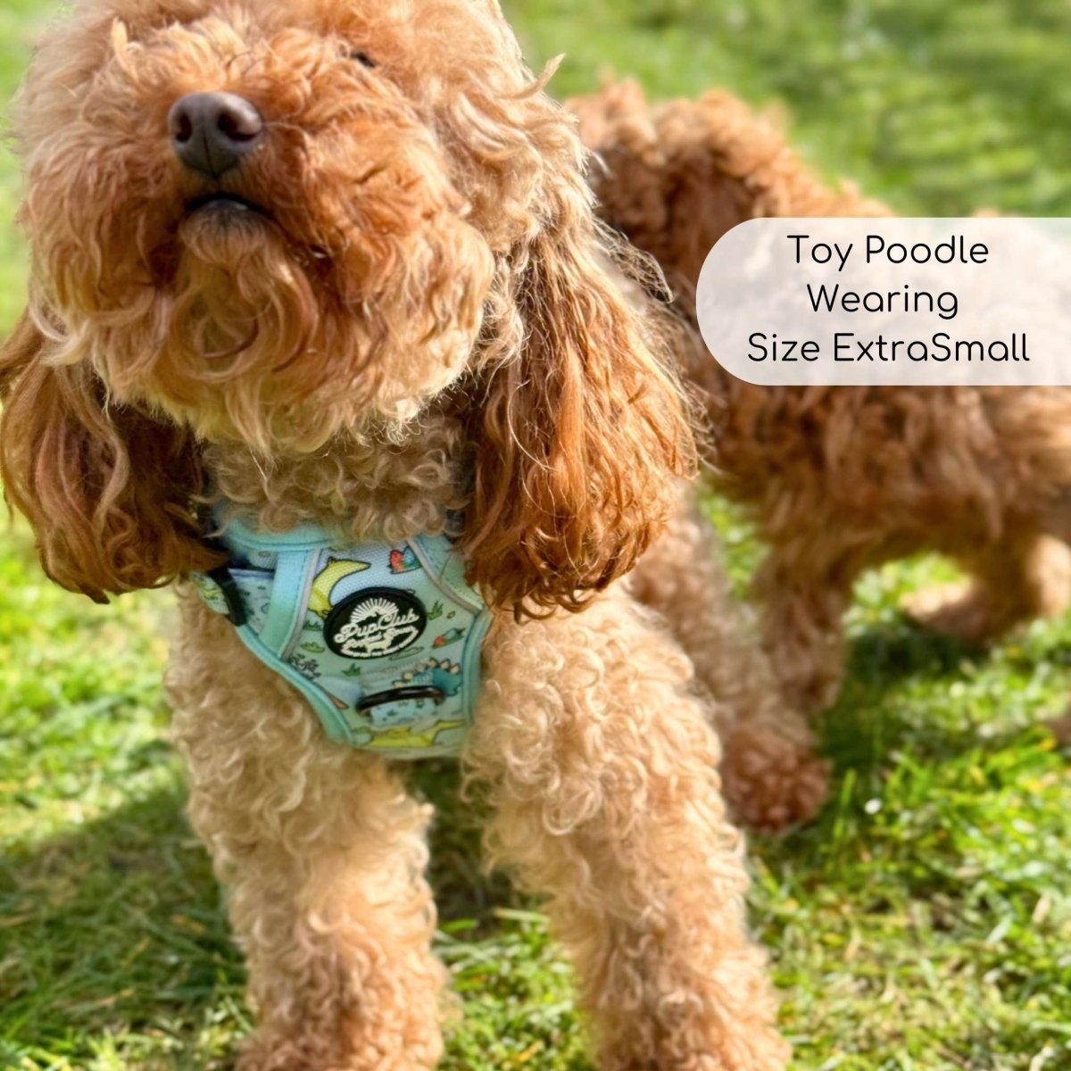 Dinosaur Party No Pull Dog Harness