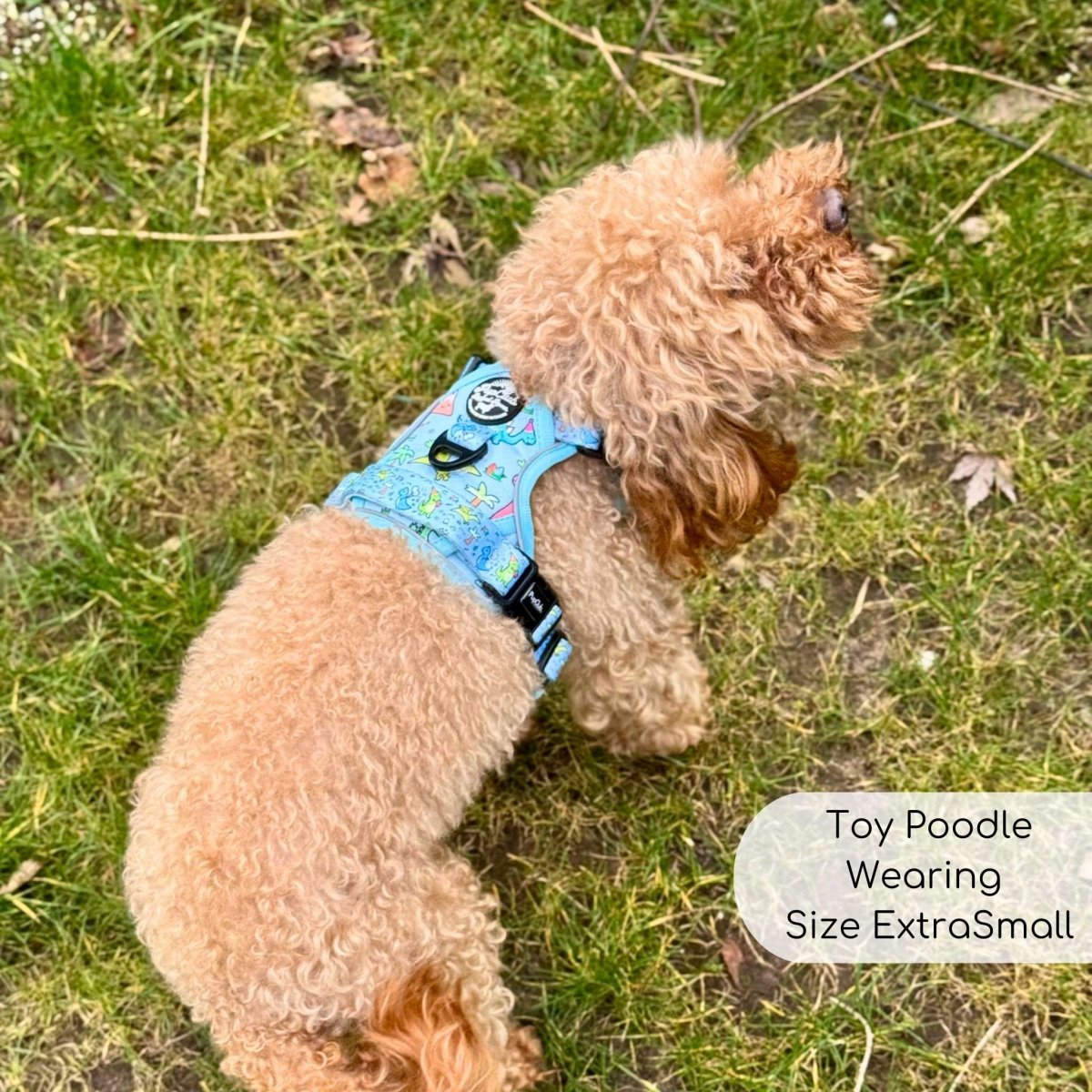 Dinosaur Party No Pull Dog Harness