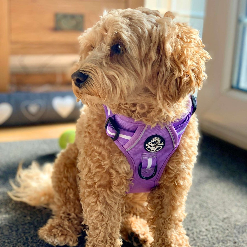 Rugged Rover Harness in Lilac Blush