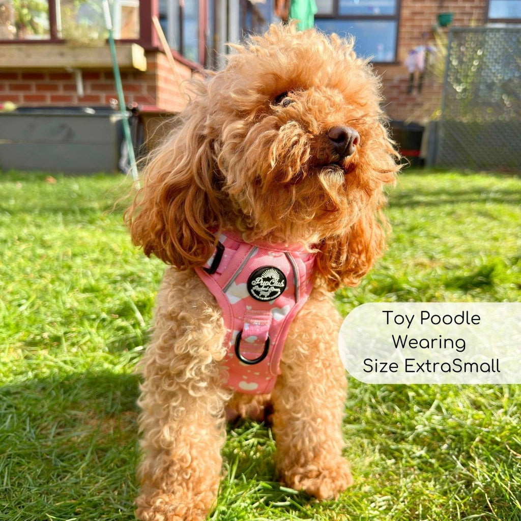 Rugged Rover Harness Peachy Hearts