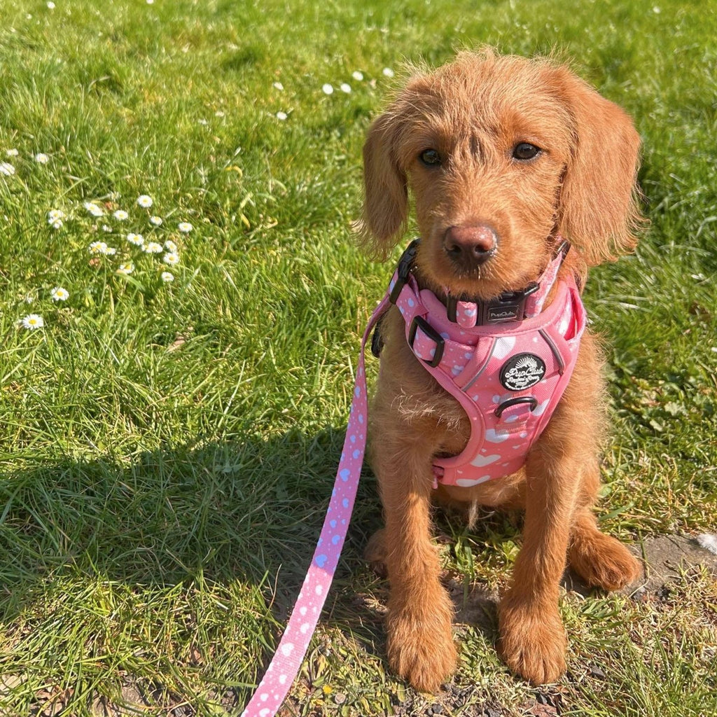 Rugged Rover Harness Peachy Hearts