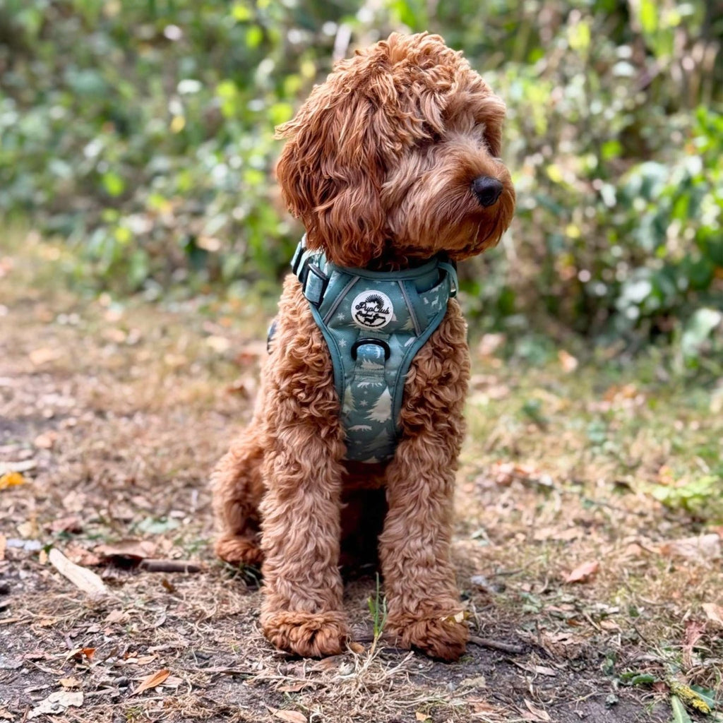 Rugged Rover Harness Evergreen Trails