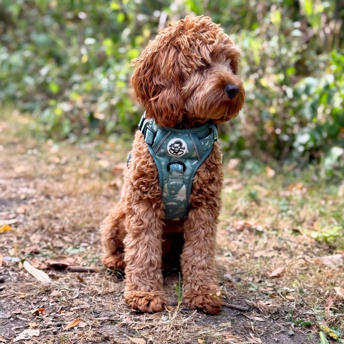 Rugged Rover Harness Evergreen Trails