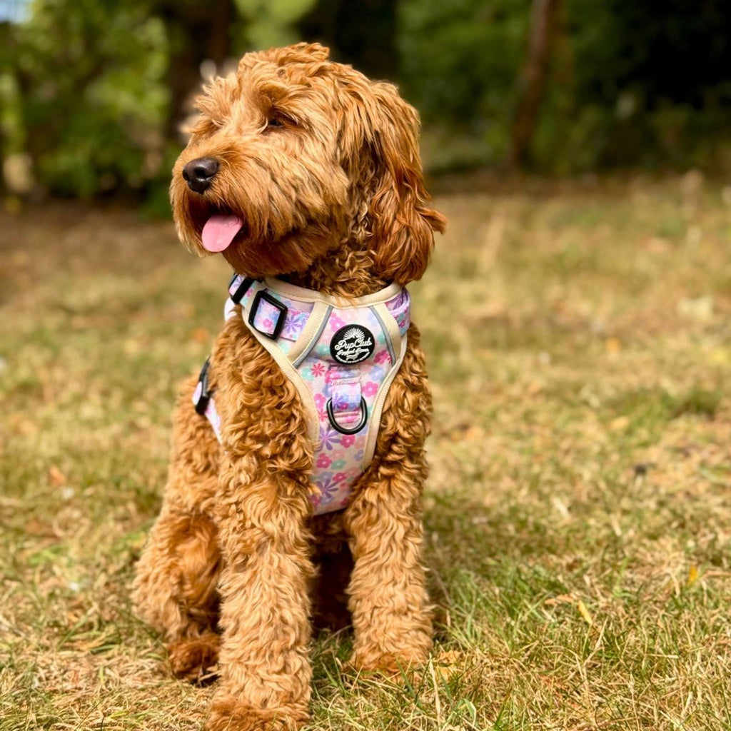 Pretty Petals No Pull Dog Harness