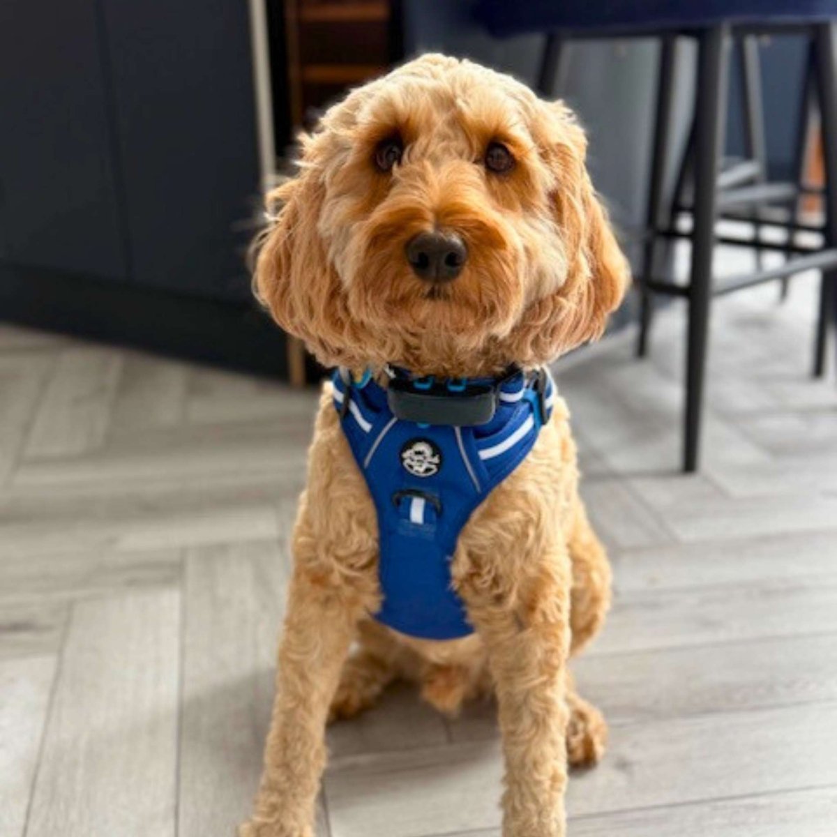 Royal Blue Rugged Rover No Pull Dog Harness