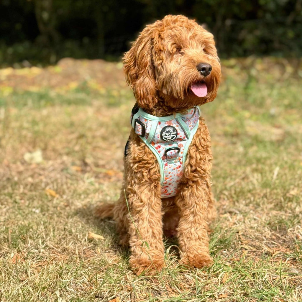 Woodland Friends No Pull Dog Harness