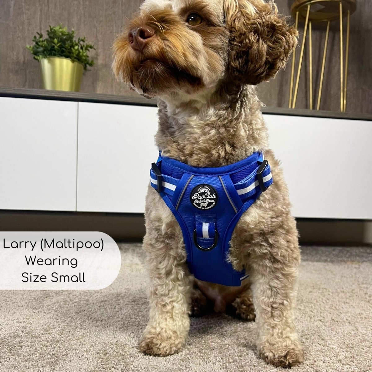 Royal Blue Rugged Rover No Pull Dog Harness