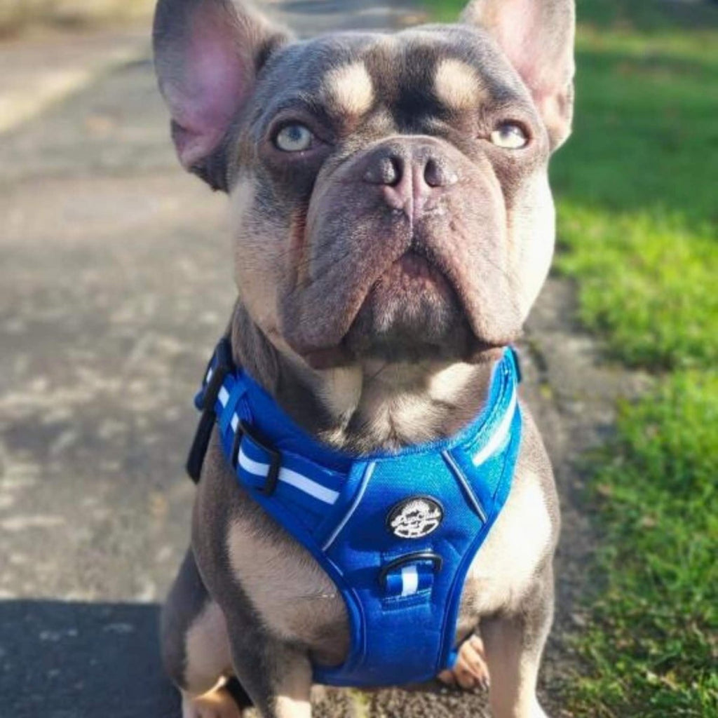 Royal Blue Rugged Rover No Pull Dog Harness