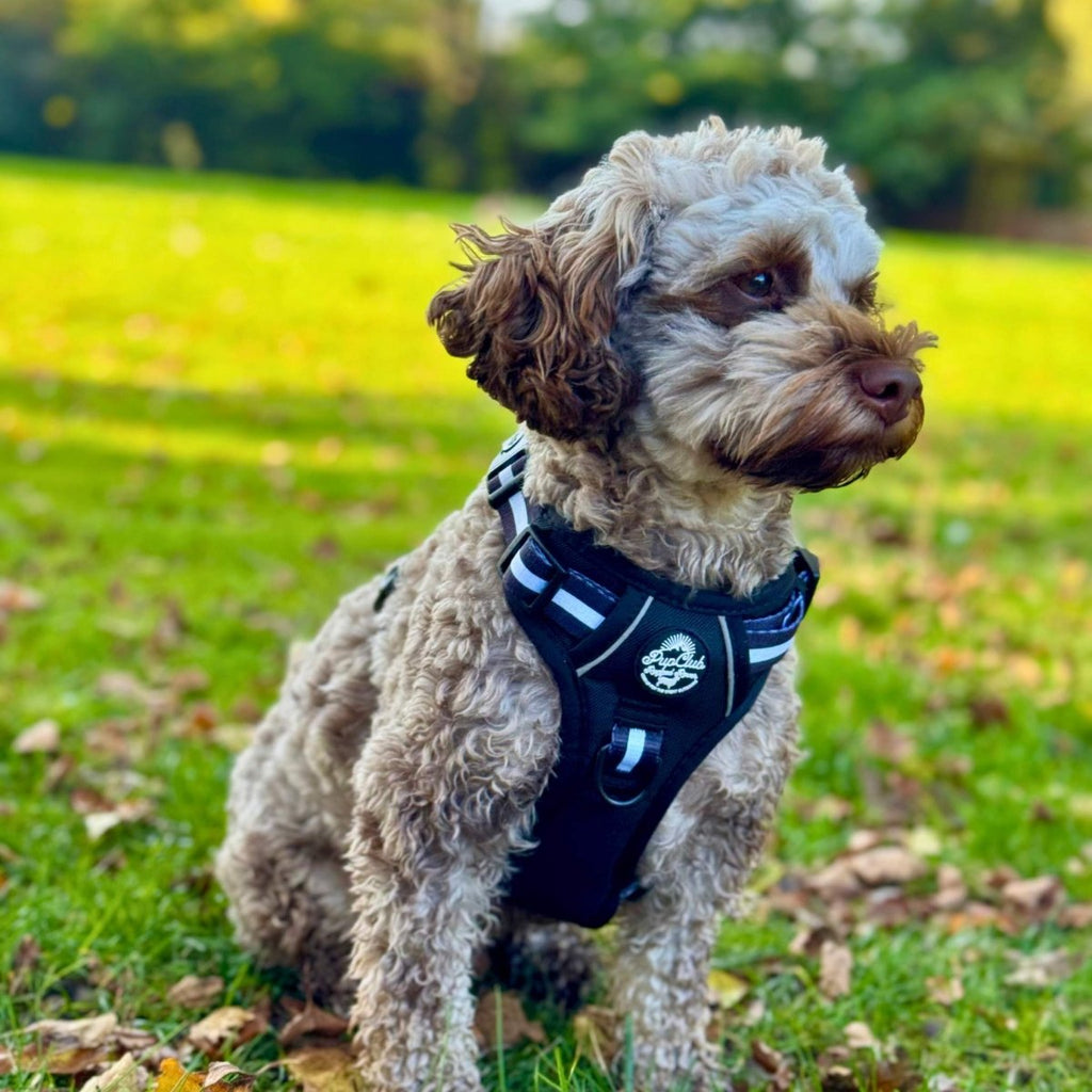Rugged Rover Harness Midnight Black
