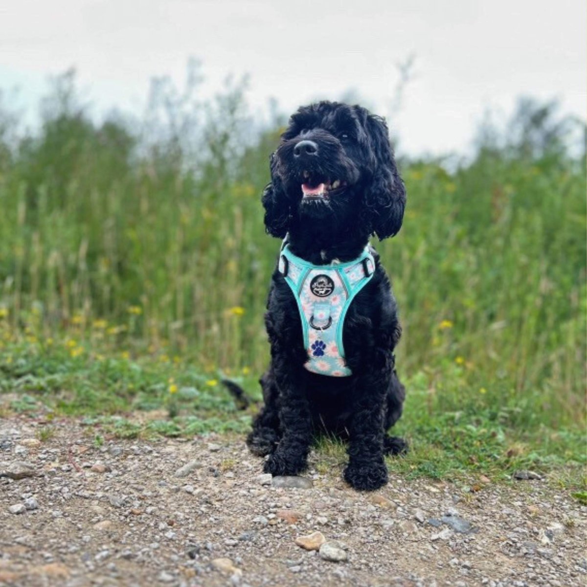Pastel Daisy No Pull Dog Harness