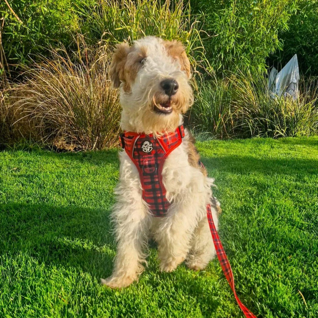 Red Tartan No Pull Dog Harness