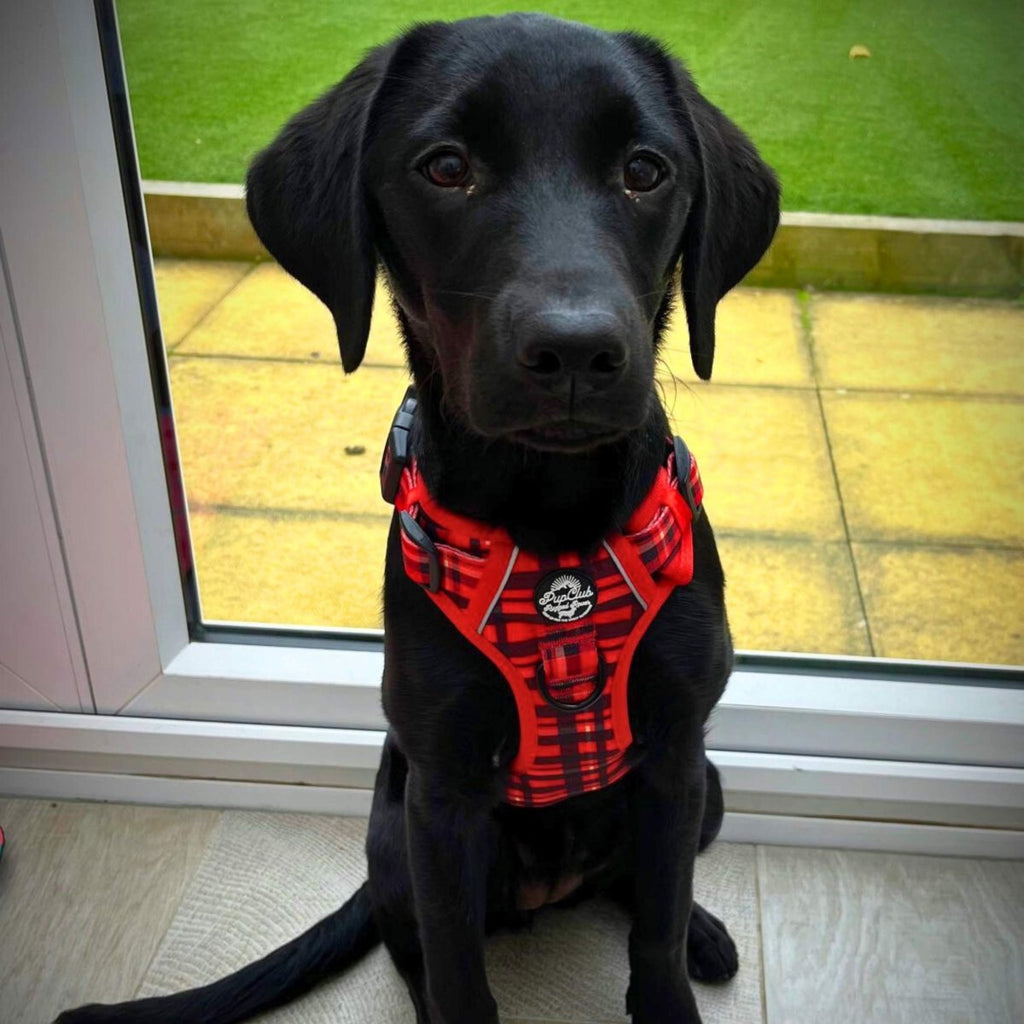 Red Tartan No Pull Dog Harness