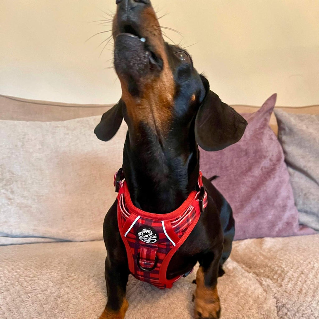 Red Tartan No Pull Dog Harness